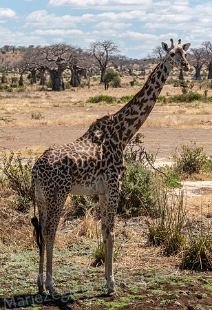 Giraffe