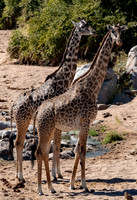 Giraffe Pair