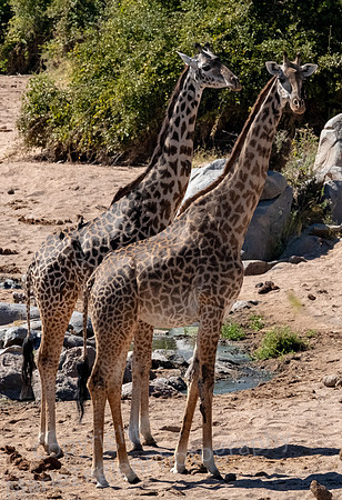 Giraffe Pair
