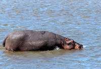 Hippo Swim