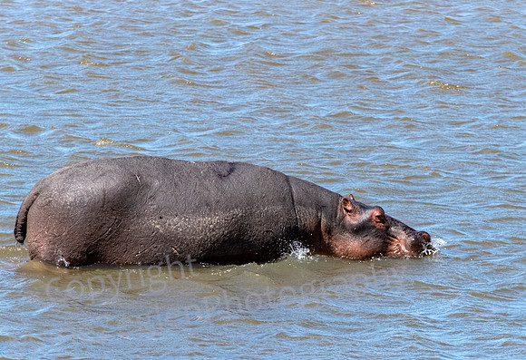 Hippo Swim