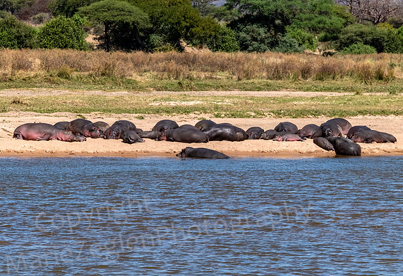 Hippos on Bank Sunning