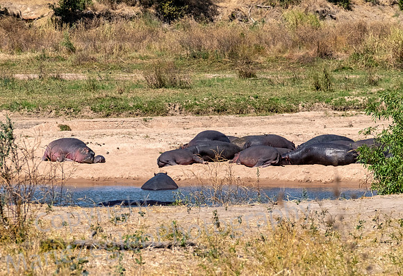 Hippo Mom and Baby
