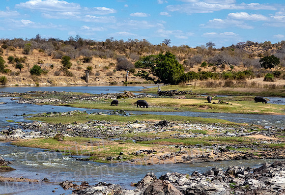 Ruaha River and Hippos