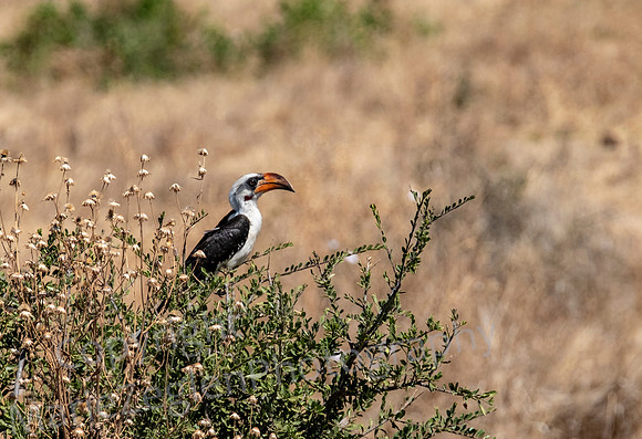Hornbill