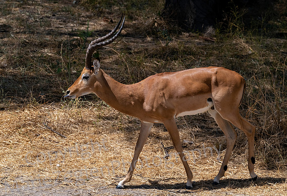 Impala