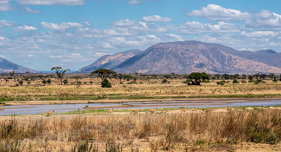 Impala along Ruaha River