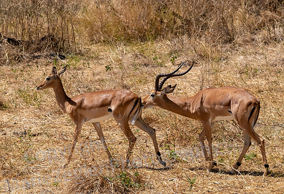 Impala Pair