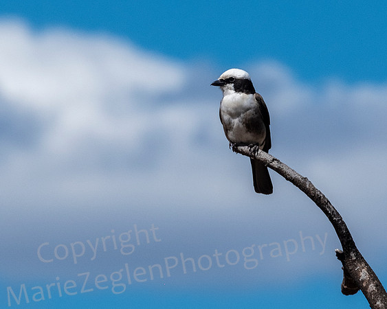 Lesser Gray Shrike