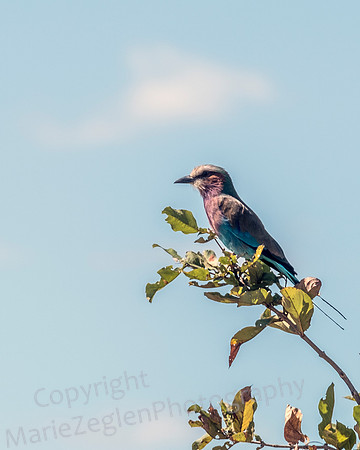 Lilac-Breasted Roller