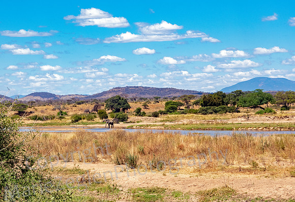 Elephant along Ruaha River