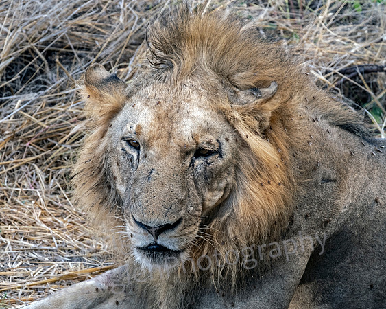 Lion head of Pride