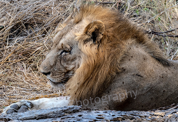 Lion male