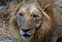 Lion Stare