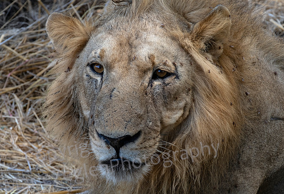 Lion Stare