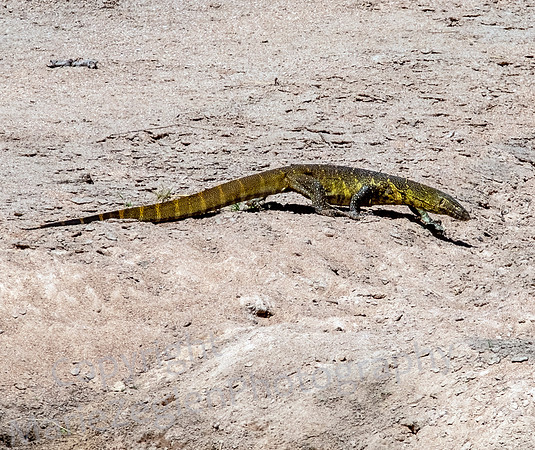 Monitor Lizard