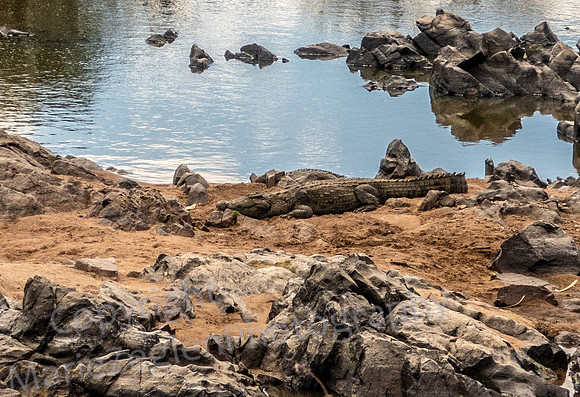 Crocodile along Ruaha River