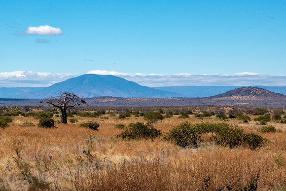 Ruaha Plains