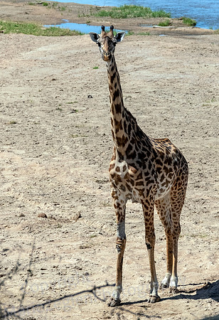 Giraffe Approach