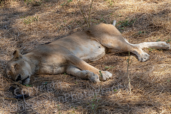 Lady Lion at Rest