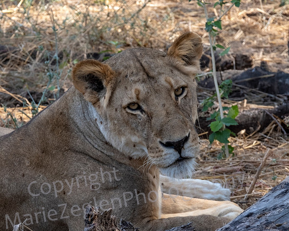 Lady Lion Head