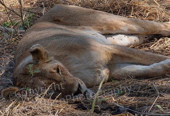 Lady Lion Snooze