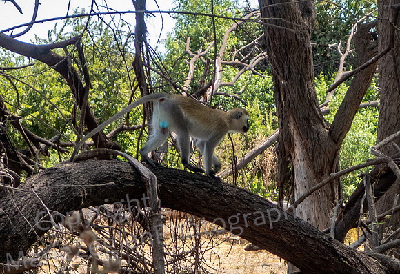 Vervet Monkey