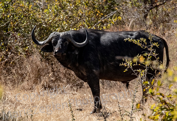 Water Buffalo