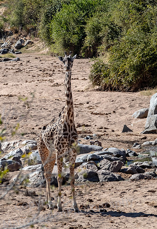 Giraffe on Guard