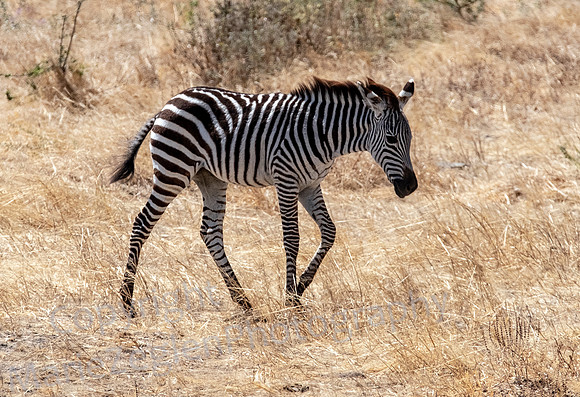 Zebra Colt