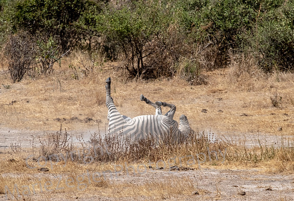 Zebra Dust Bath