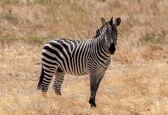 Zebra on Guard