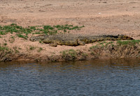 Crocodile at Rest