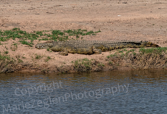 Crocodile at Rest