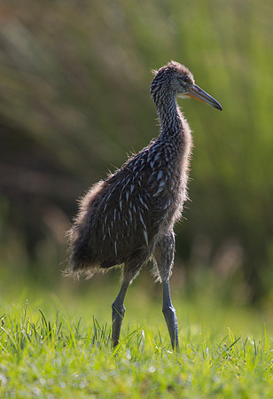 Limpkin Youth