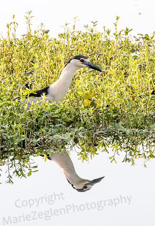 Black Crowned Night Heron Reflection