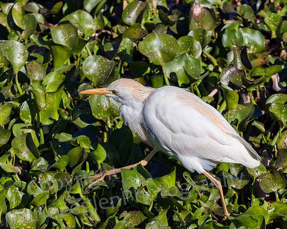 Cattle Egret on Pads