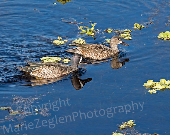 Blue Winged Teal Pair