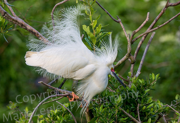 Snowy Egret in Plumage