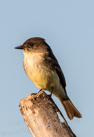 Eastern Phoebe on Stump