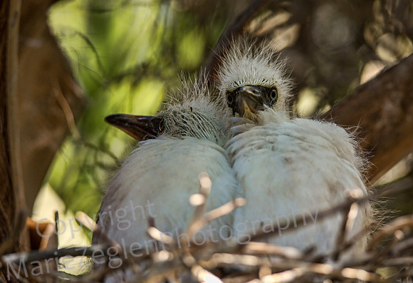 Great Egret Chicks
