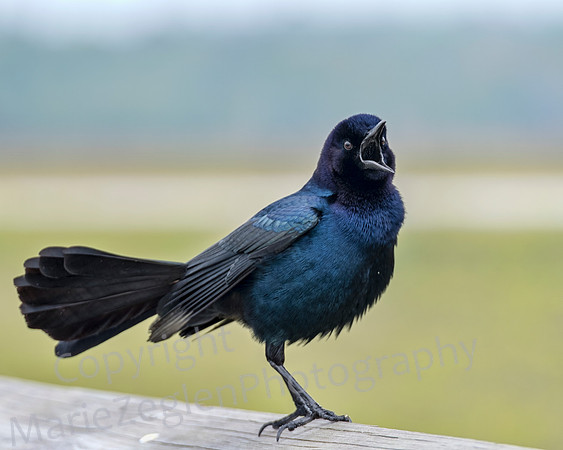 Common Grackle