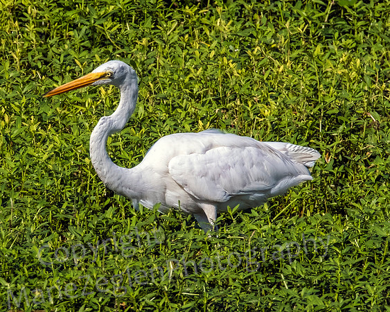 Great Egret in Marsh