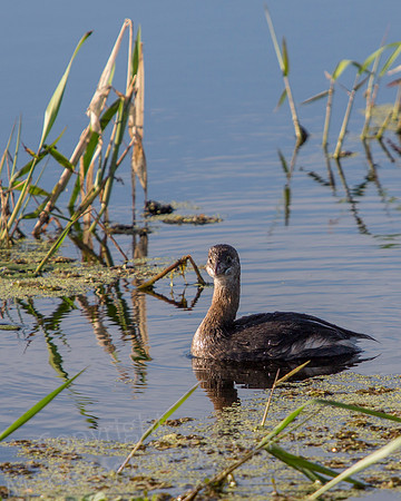Pied Bill Grebe
