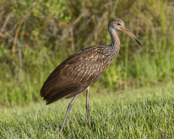 Limpkin in Grass