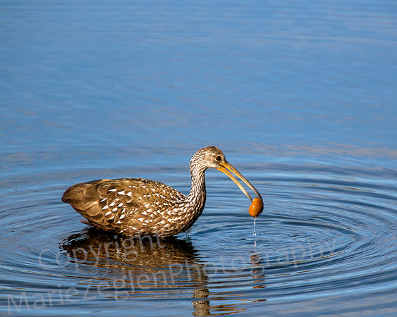 Limpkin with Invasive Snail