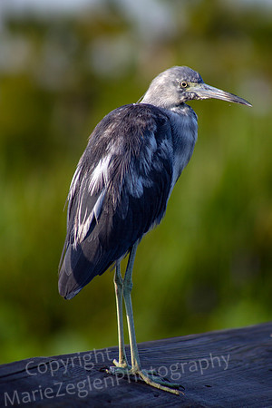 Little Blue Heron