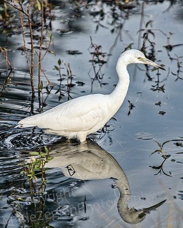Little Blue Heron Morph