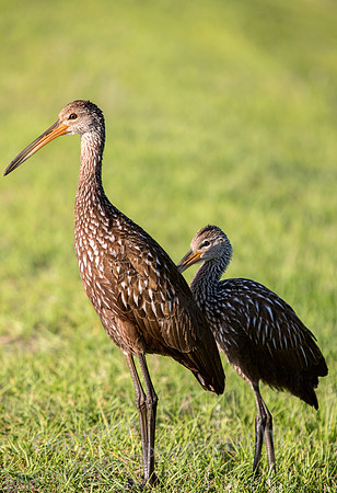 Limpkin and Youth