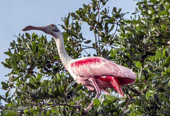 Roseate Spoonbill in Tree